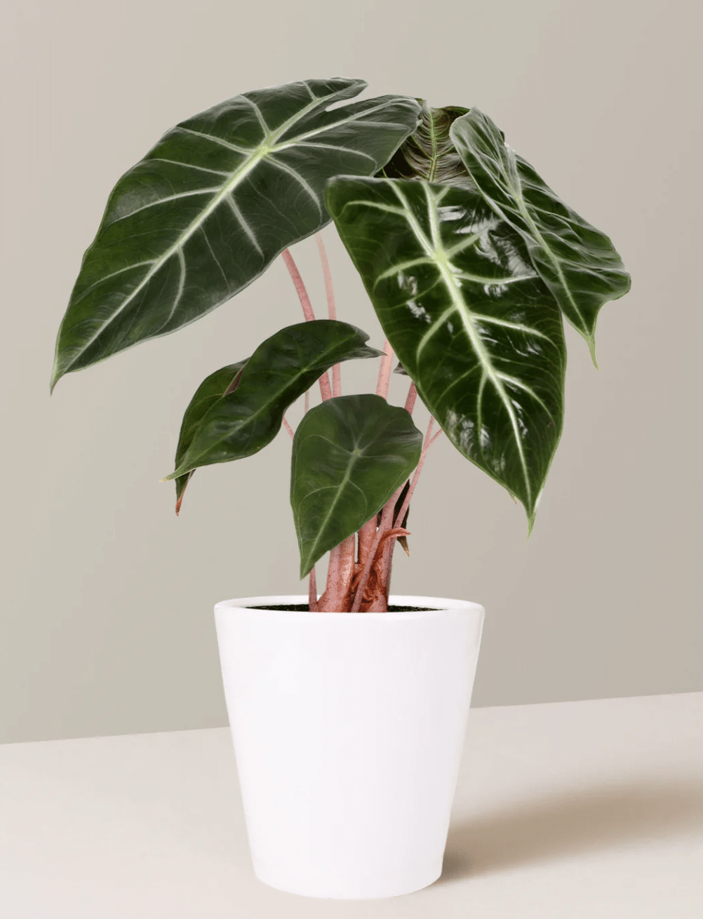 Alocasia pink dragon in ceramic white pot